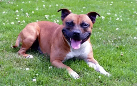 Zoek je een (ras)hond? Kijk eerst eens in het asiel