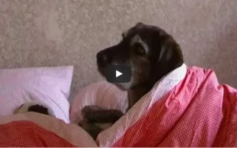 Dieren hebben ook een cultuur, een beschaving