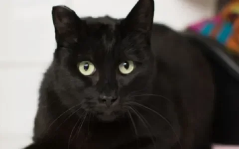 Black beauty Thijn zoekt een huis