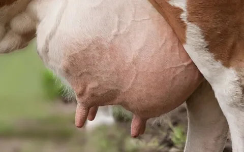 Zuivelvervangers zijn hot!