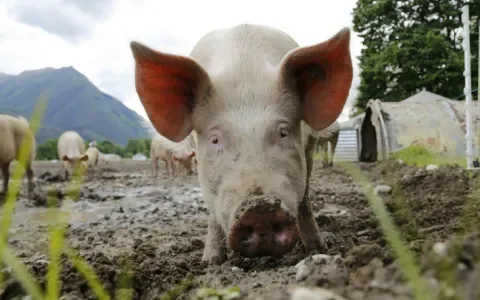 Het verhaal van een Zweedse veeboer die veganist werd
