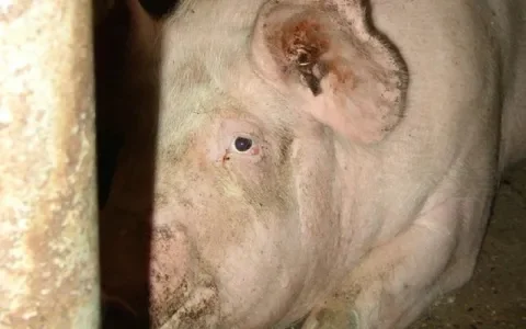 Dijksma negeert massale ontduiking van de wet, de dieren zijn de klos