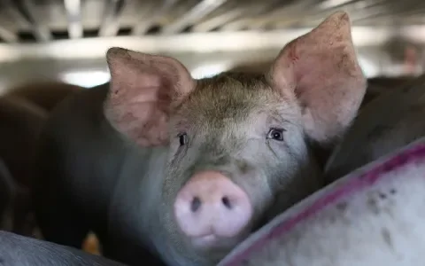 NVV en LTO ruilen dierenwelzijn voor poen