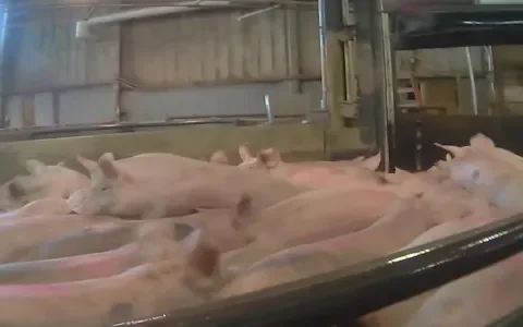 Het sterven doet zo’n pijn