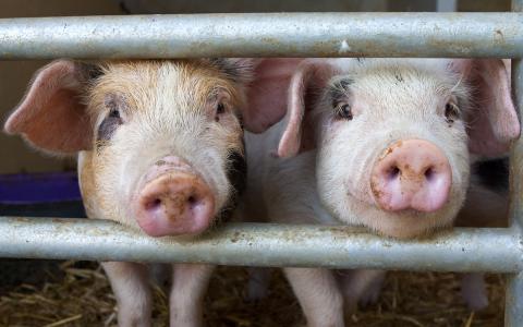 Wereldbank wil diervriendelijker productie van vlees