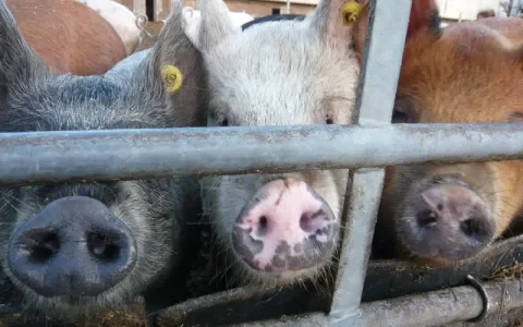 Krijgt de politiek eindelijk meer oog voor dierenwelzijn?