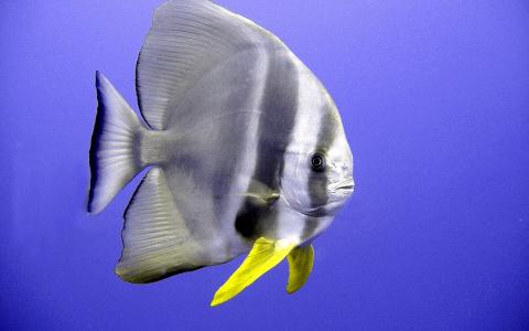 Wonderlijk nieuws: vissen kunnen zingen