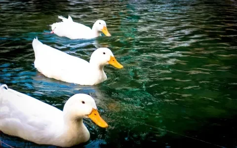 Alle eendjes zwemmen in het water... maar weet je waarom dat nodig is?