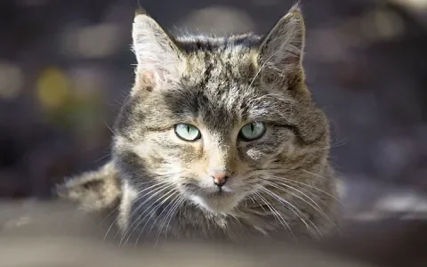 De wilde kat leeft ook in Nederland