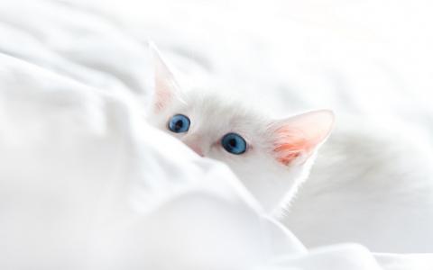 Witte (ras)katten zijn vaker doof