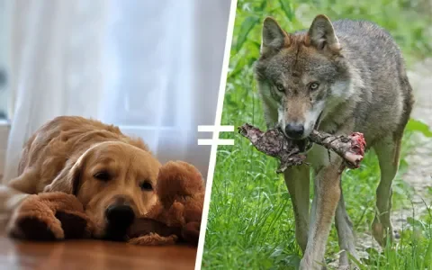 Vers vlees voor je hond. Natuurlijk?!