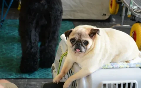 Mopshond of Franse Bulldog gediskwalificeerd voor hondenshow en fokkerij
