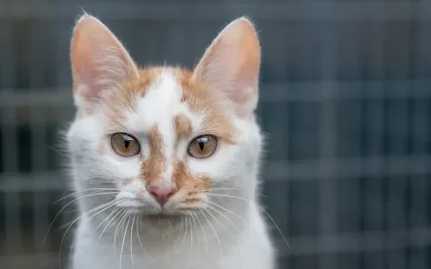 Ondeugende Cupido zoekt leraar kattenetiquette