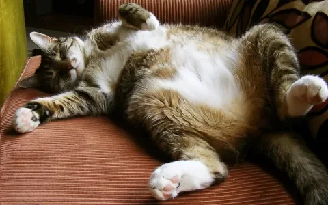 Goede voornemens: stop overgewicht bij katten