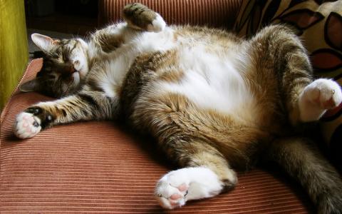Goede voornemens: stop overgewicht bij katten