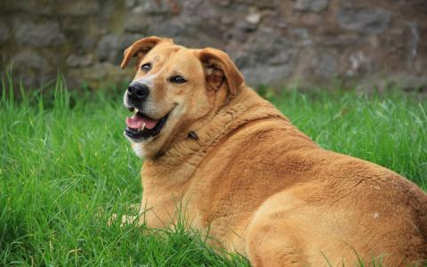 Overgewicht bij honden een zwaar probleem