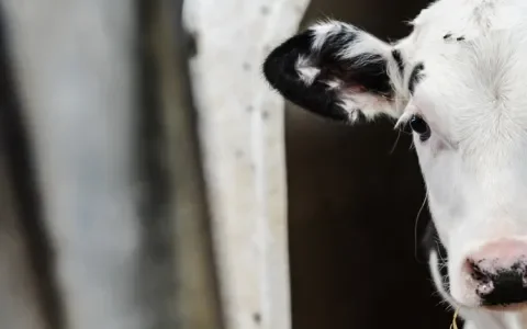 Kalfjes zijn het restproduct van ‘jouw’ melk