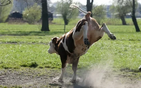 Dit is wat we in 2019 deden voor de kalveren