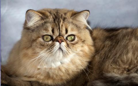 Gebitsproblemen bij de Perzische kat