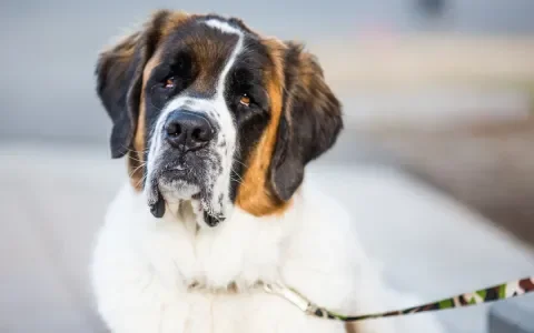 Fokker haalt een mogelijk met epilepsie belaste Sint Bernard uit de fokkerij