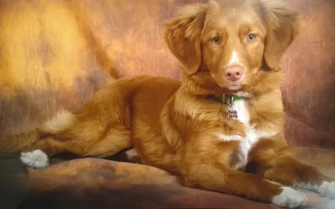 Onze Toller Jody had epilepsie