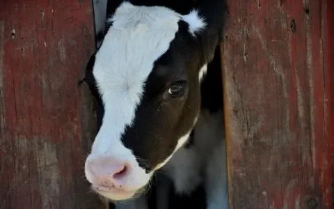 Stop de import van dierenleed