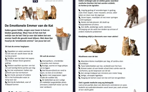 De emotionele emmer van de kat
