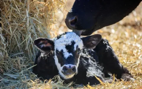 Hoogzwangere dieren slachten – onacceptabel en bijna verboden