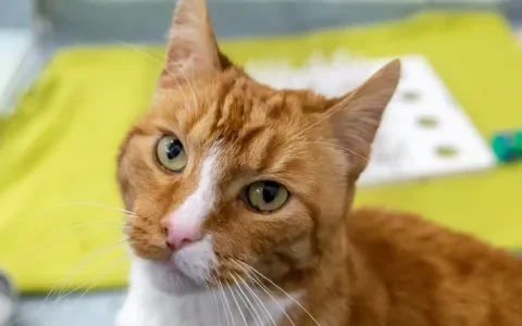 Momo zoekt eigen huis en tuin