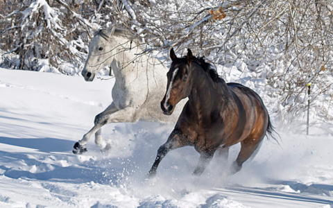 Houd je paard blij in de winter-wei
