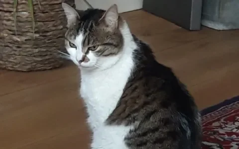 Grieks knuffelbeest zoekt een huis