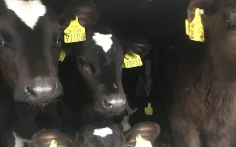 Ierse kalverexport gaat ondanks corona en misstanden door