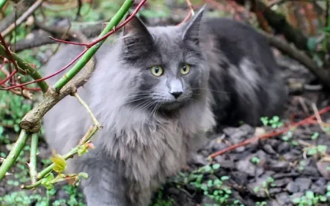 "Beertje stierf in mijn armen onderweg naar de dierenarts"