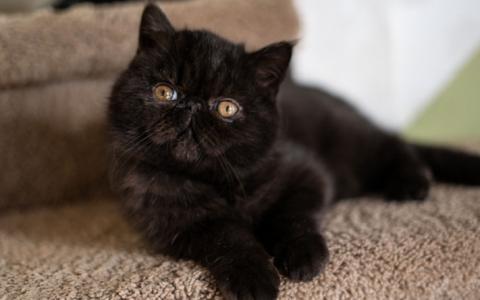 Raskattenvereniging weert Perzische kat