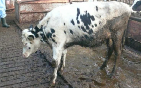 Boer krijgt houdverbod van een jaar voor ernstige dierverwaarlozing