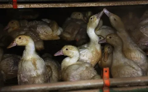 Mogelijk einde Nederlandse eendenhouderij in zicht