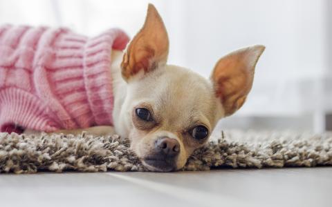 Miniatuurhondjes: De kleinste honden hebben de grootste problemen