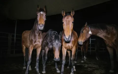 Australisch paardenvlees