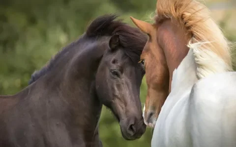 Paarden in de wei