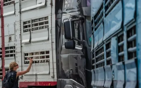 Wankel, moe en bang in de veewagen