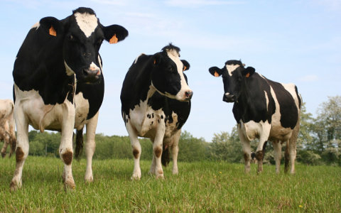 Koeien op dieet veroorzaakt dierenleed!