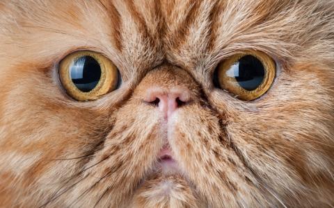 Ook Noorwegen wil ban op Perzische kat!