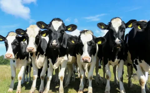 Europees landbouwplan mist noodzakelijke krimp veestapel