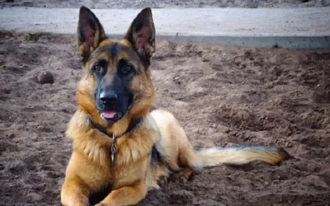 Het verhaal van Nala: 5 jaar rashondenleed