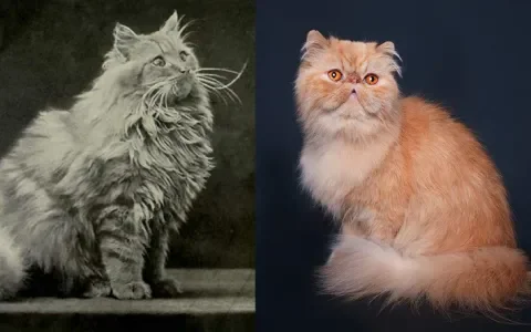 De Perzische kat raakte zijn snuit kwijt