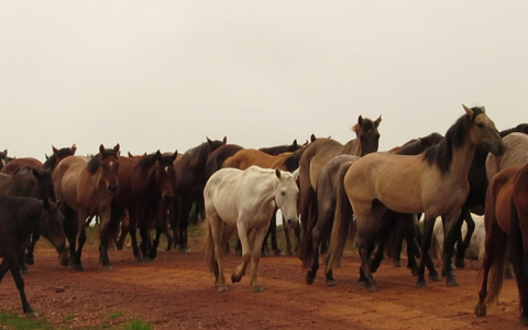 Drie farmaceuten stoppen met het gebruik van paardenbloed