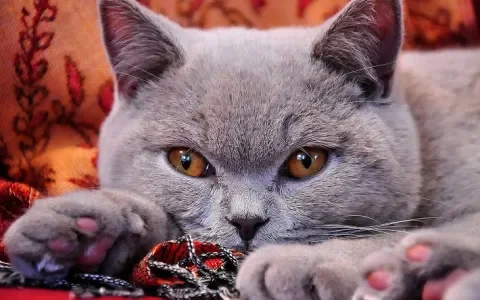Stoere rattenvanger wordt ziekelijke kat: de Brits korthaar