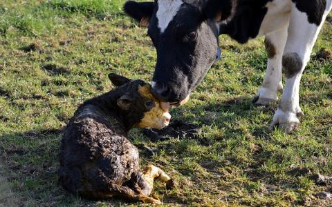 Kalf bij koe weerbaarder dan moederloze soortgenoten
