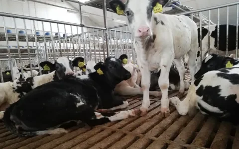 Rechtszaak tegen kalverleed: roostervloeren veroorzaken staartbeschadigingen