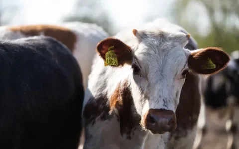 Succes! Ministerie weigert steun aan kalversector